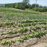 Agrodomki Okej-bialy Dom