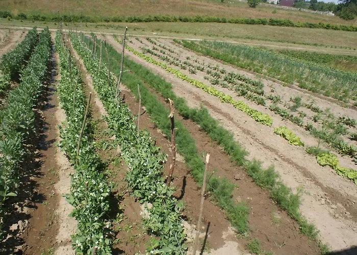 Agrodomki Okej-biały Dom Dom wakacyjny